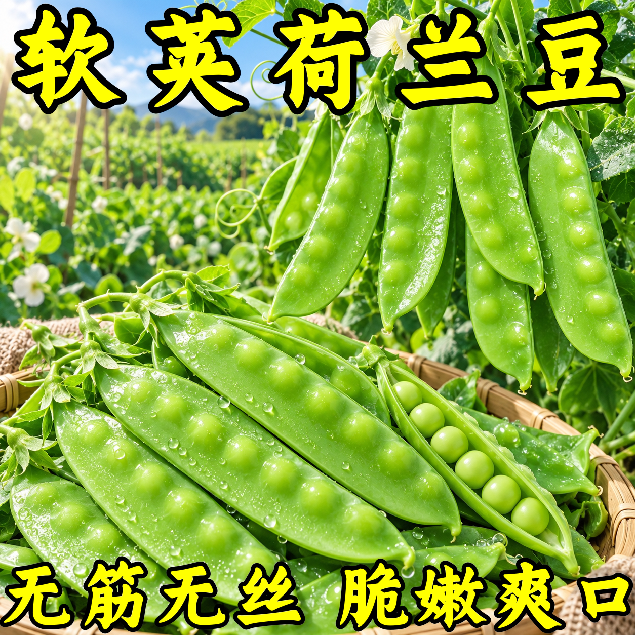 秋冬播耐寒高产大荚荷兰豆种子