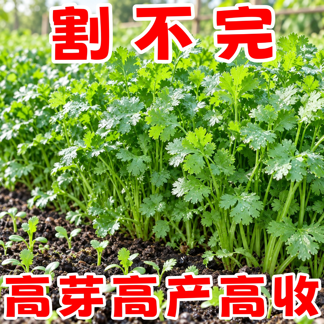 山东速生小叶香菜种子四季播