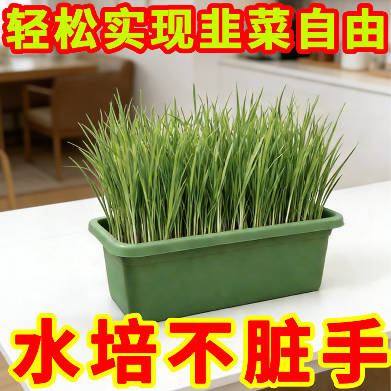 新鲜韭菜根苗大叶宽叶紫根韭菜根韭菜苗四季庭院盆栽蔬菜水培韭菜,鲜花速递/花卉仿真/绿植园艺,种苗/半成品盆栽,淘宝优惠券,粉丝福利购,淘宝优惠卷
