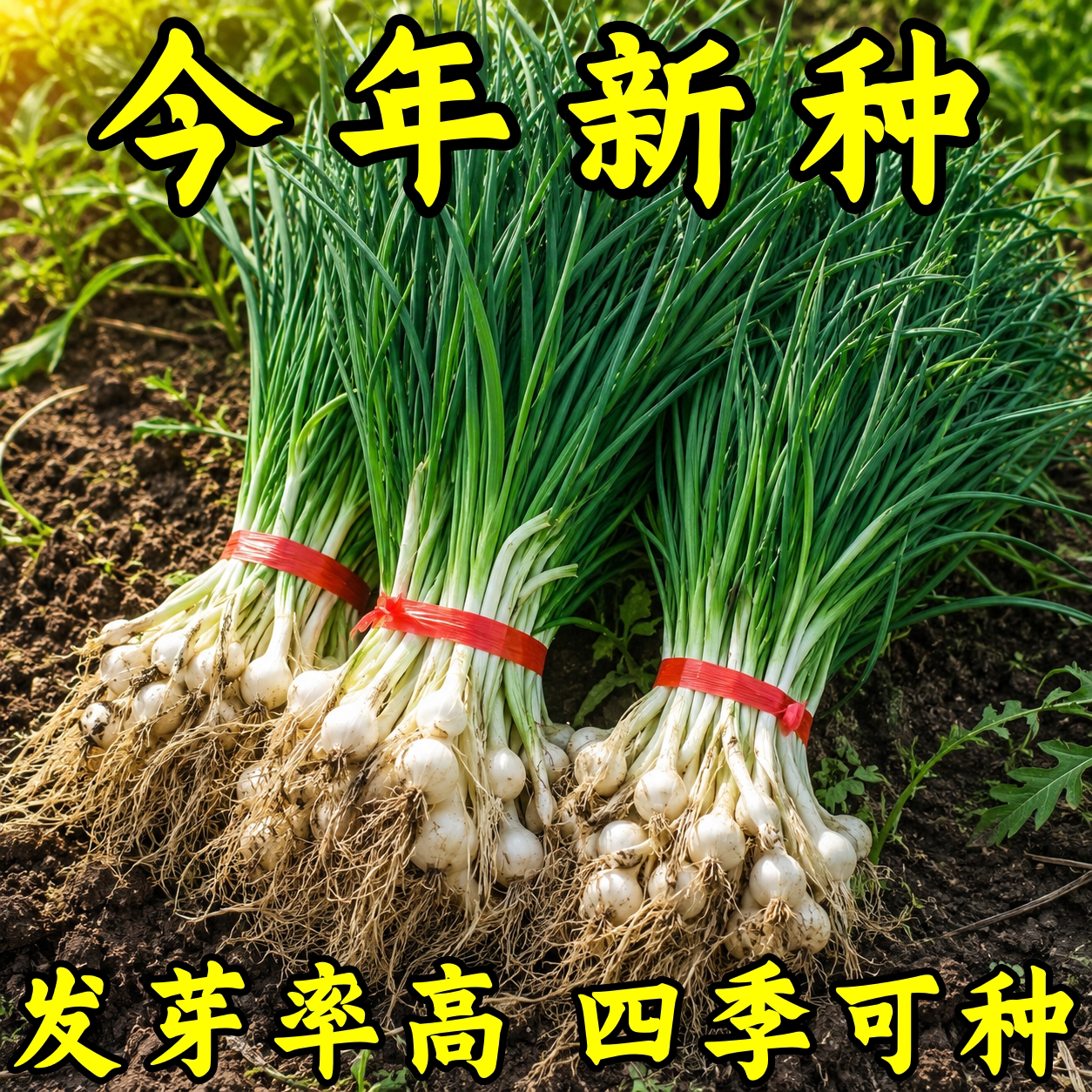 小根蒜野葱种子四季播高产易活