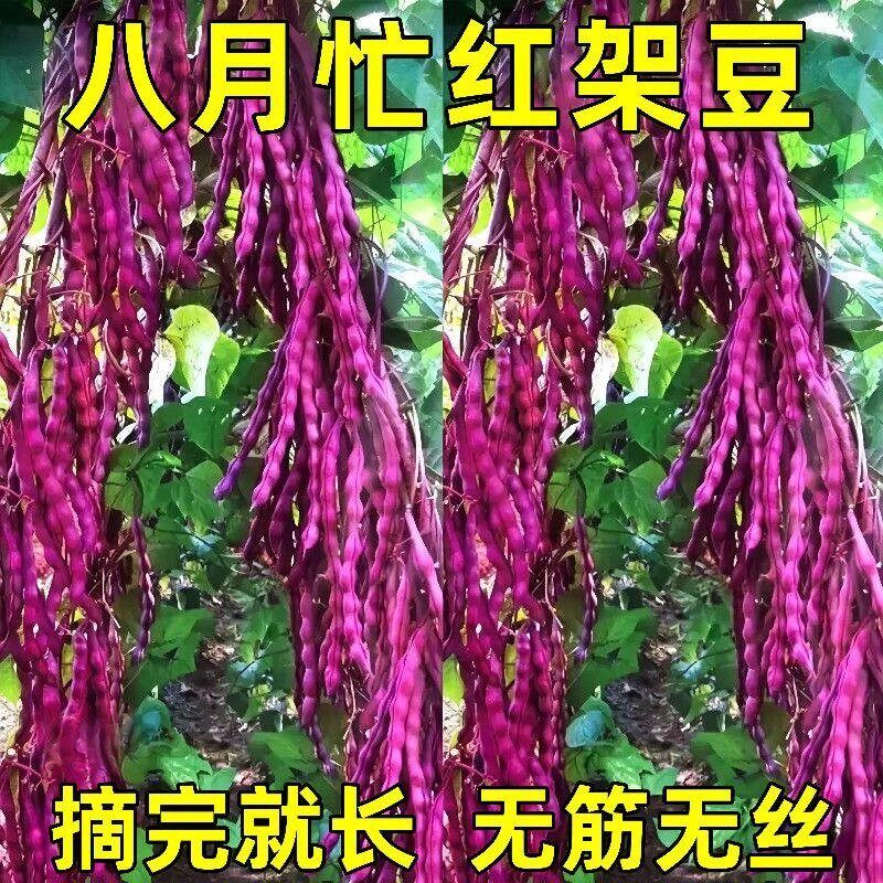 八月忙红花四季豆种子耐寒高产
