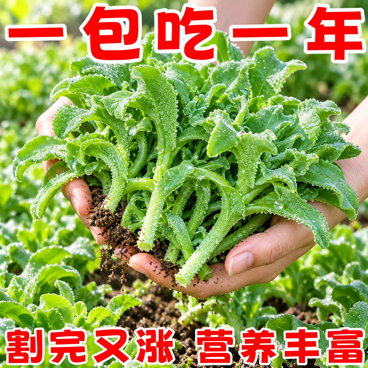 正品新鲜冰菜四季可种高钙沙拉