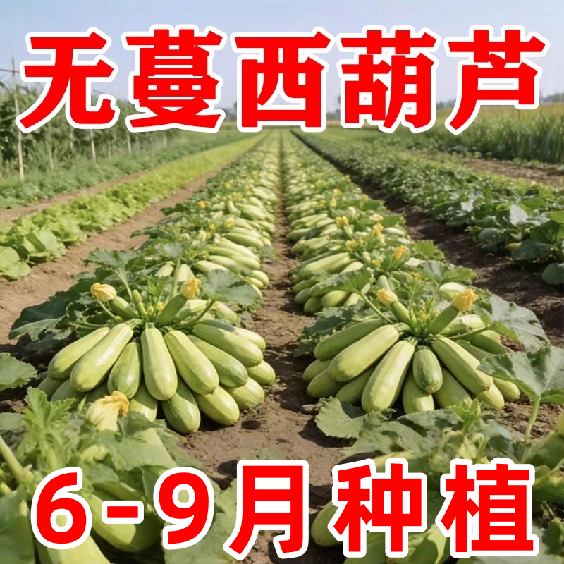 早熟西葫芦种子耐热抗病高产