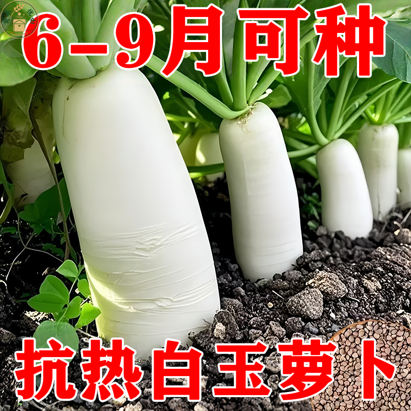夏抗白玉萝卜种子耐热早熟
