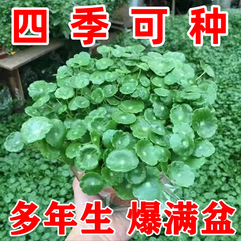 铜钱草大叶水养种子四季易养