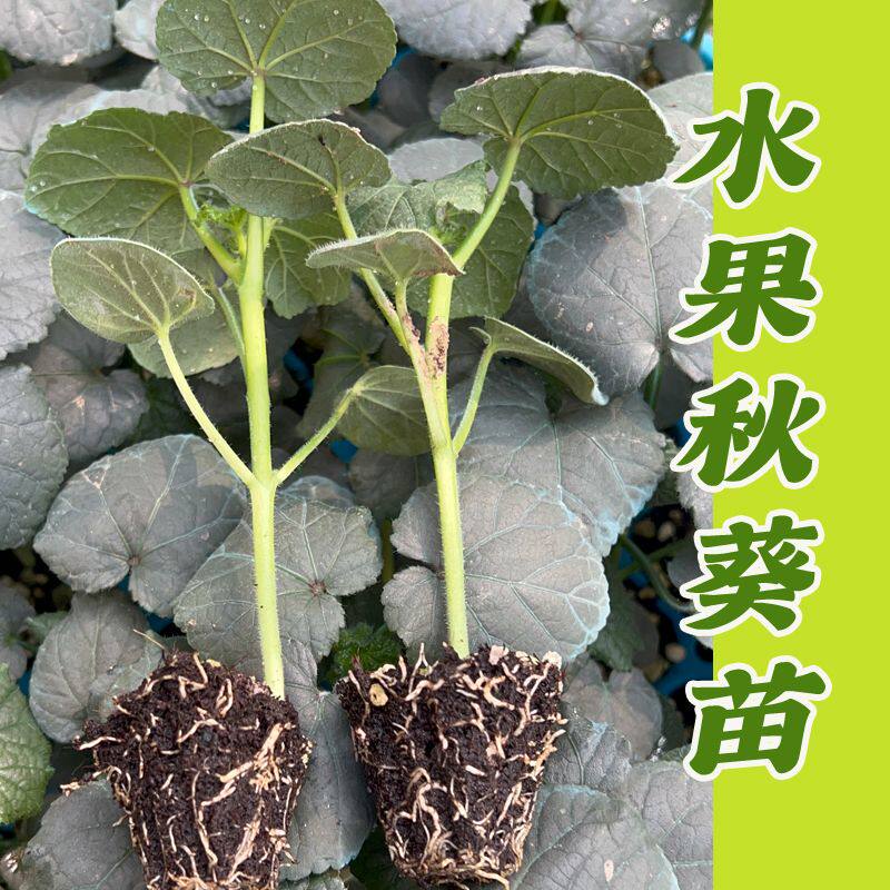 黄秋葵苗秧高产水果秋葵秧苗耐高温阳台盆栽蔬菜苗红秋葵食用室内