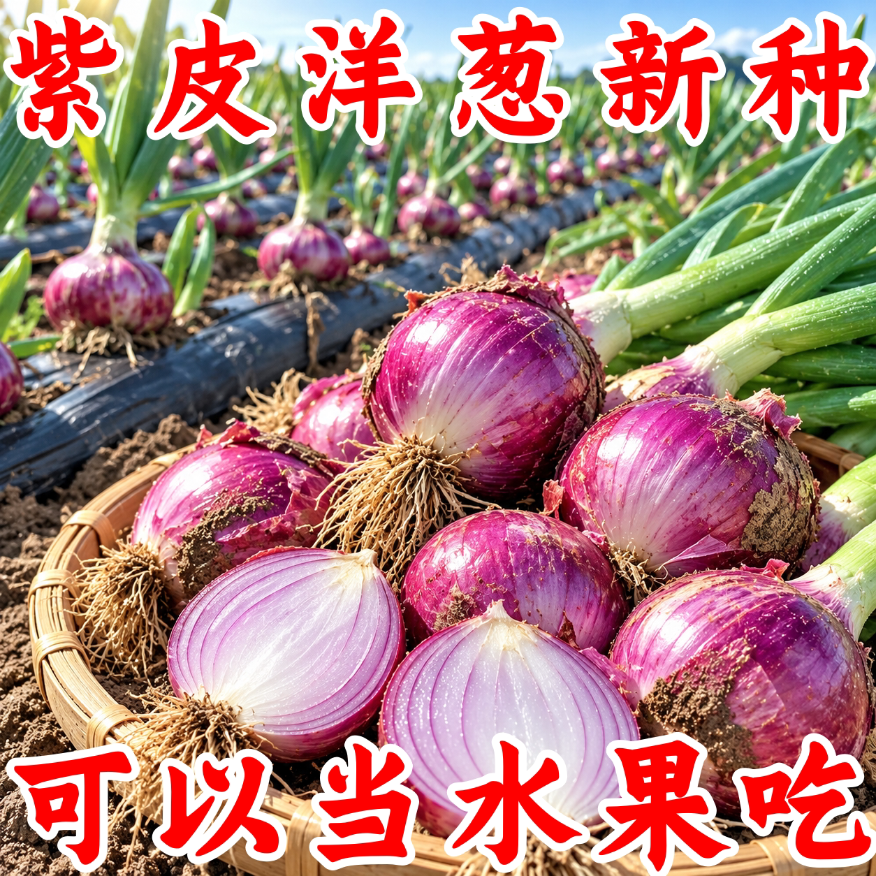紫皮洋葱种子超甜耐热四季可种