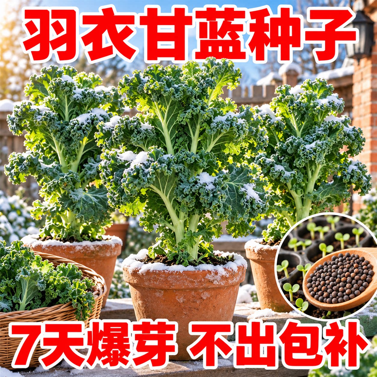 四季耐寒食用羽衣甘蓝种子