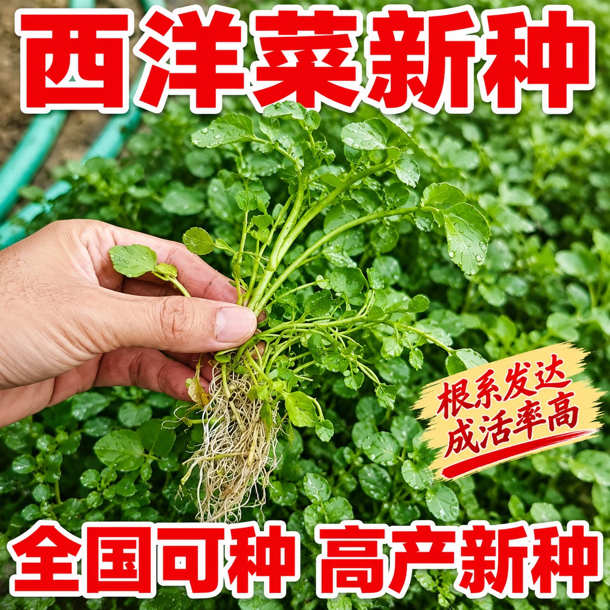 西洋菜苗水生盆栽可连续收割