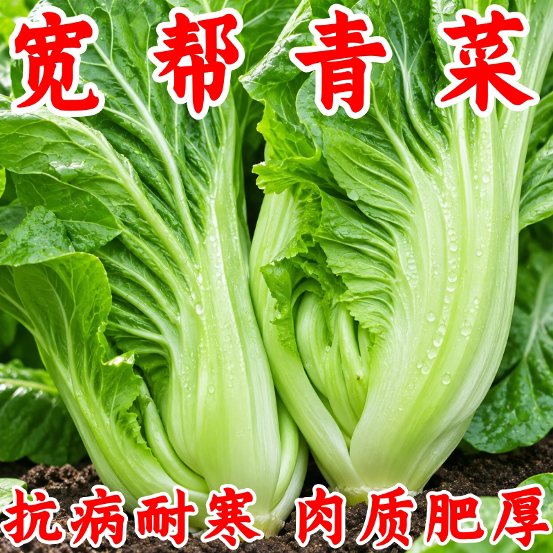 四川宽帮青菜种子春秋冬可腌泡菜