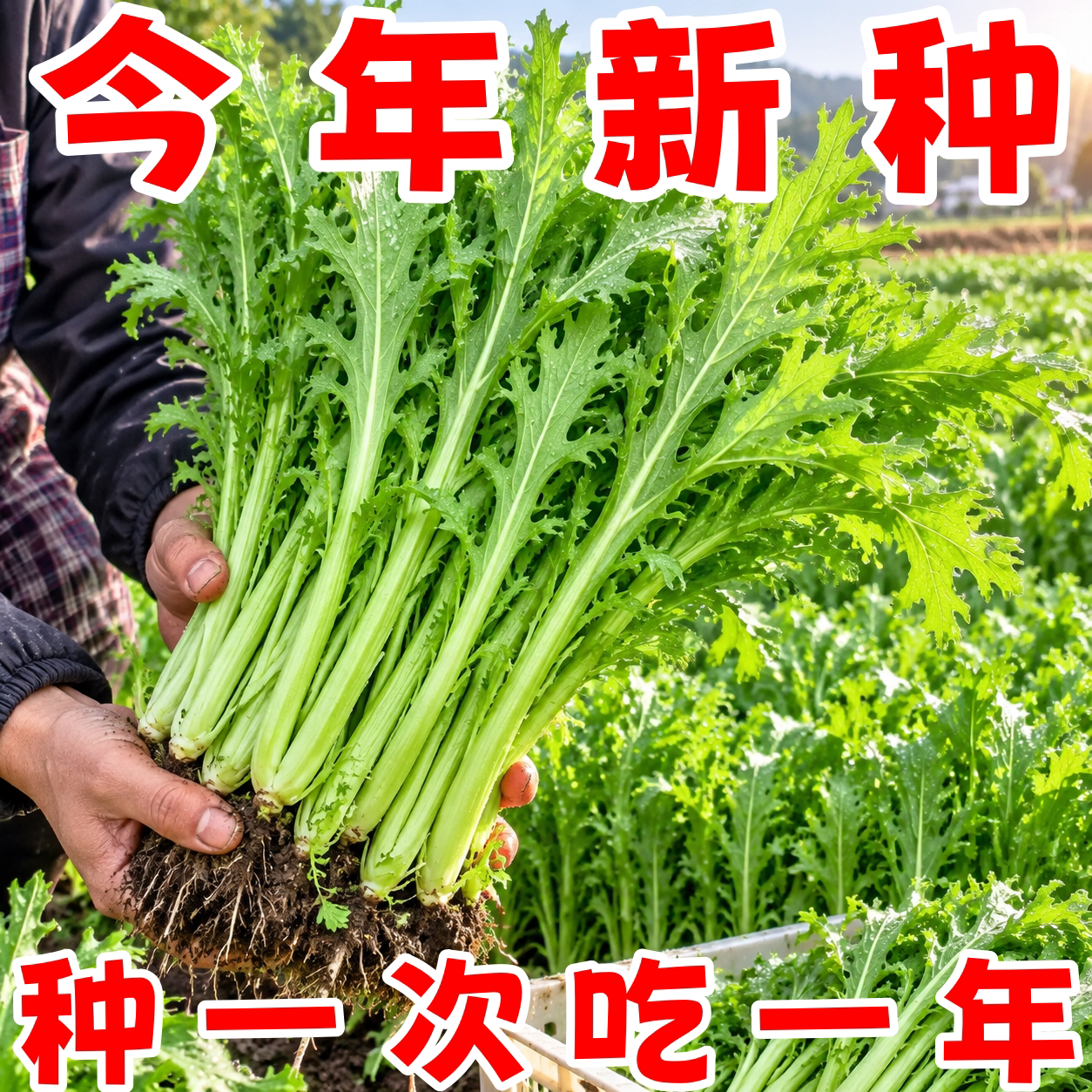 耐高温分叉多叶茼蒿皇帝菜种子