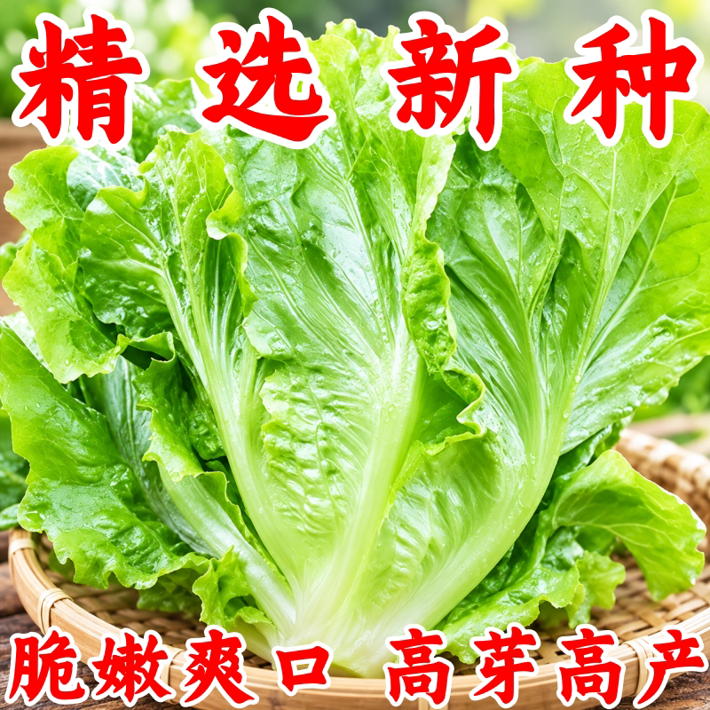 玻璃生菜新鲜甜脆多汁沙拉菜