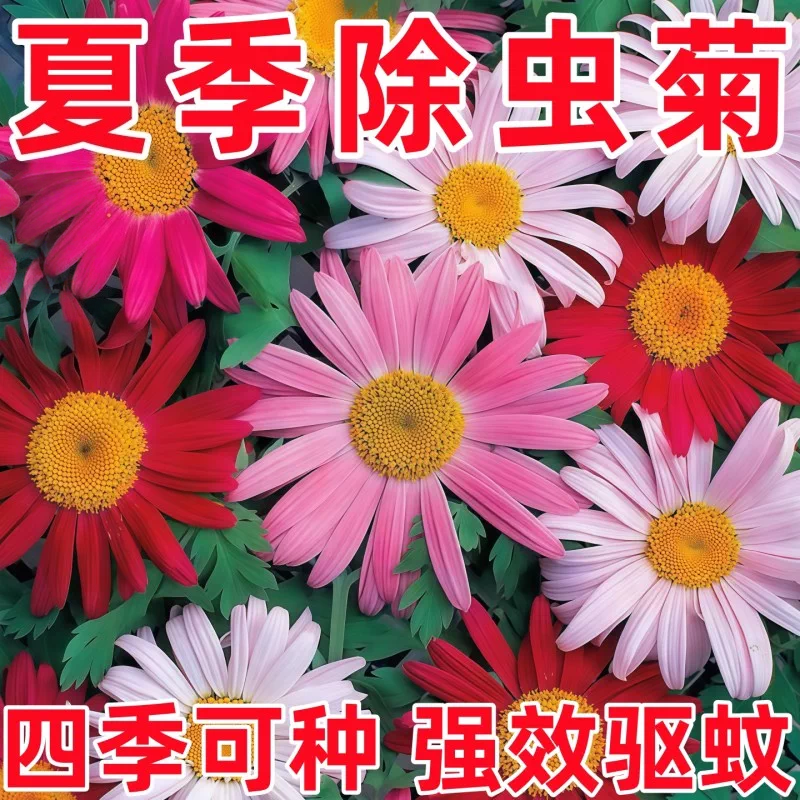 除虫菊驱蚊种子四季可播阳台盆栽