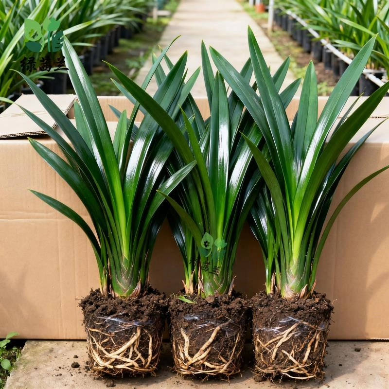 【带花剑】特级兰花苗精品大花卉盆栽室内浓香企黑贺岁兰四季好养,鲜花速递/花卉仿真/绿植园艺,种苗/半成品盆栽,淘宝优惠券,粉丝福利购,淘宝优惠卷