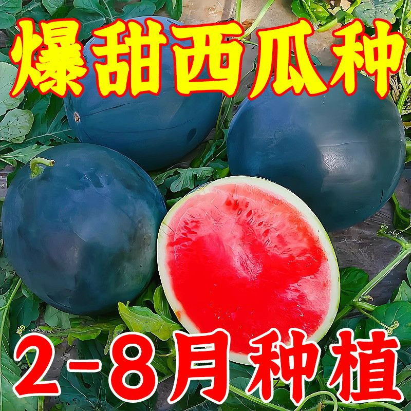 正宗黑皮无籽超甜西瓜种子