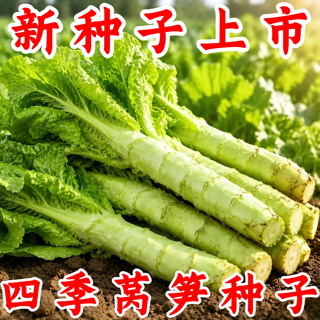 莴笋种子耐热抗高温四季可播