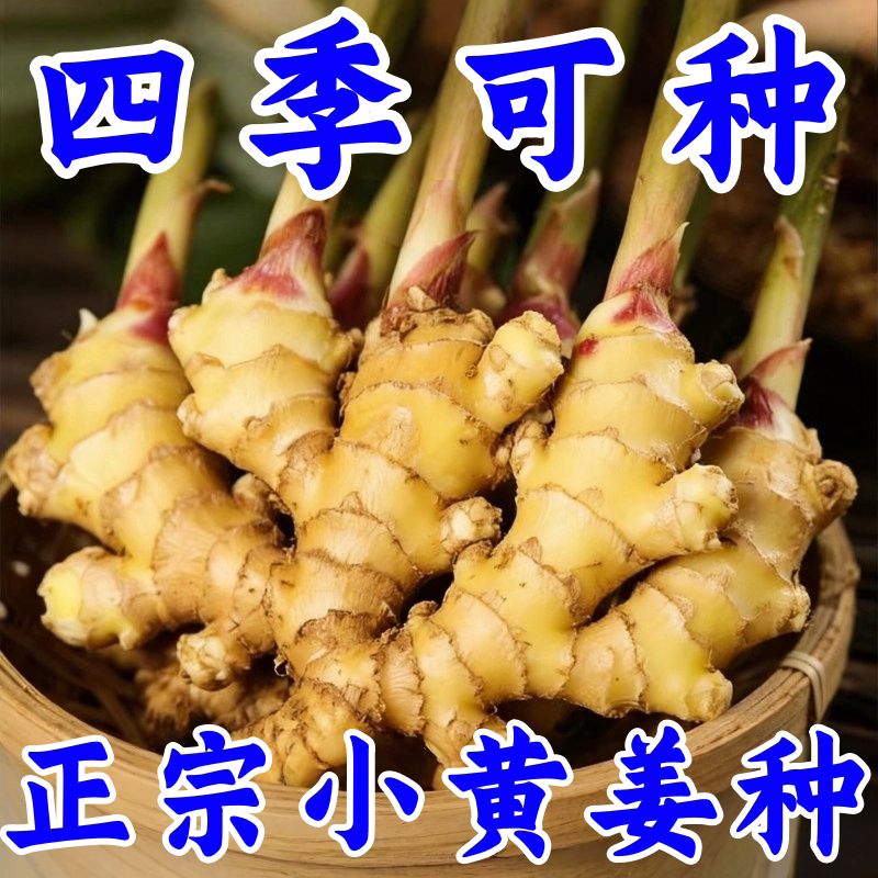 山东带芽生姜种子苗大肉姜图片
