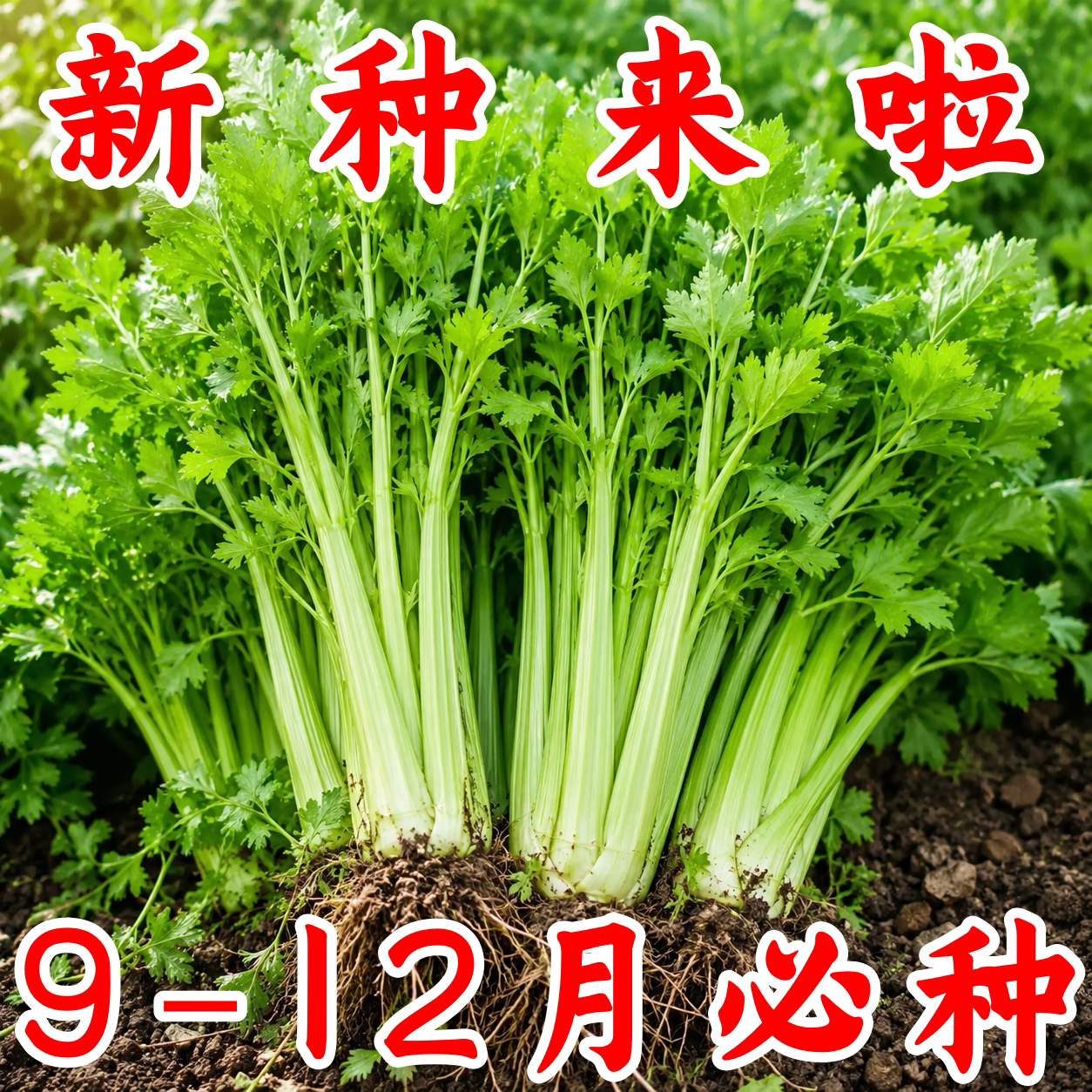 四季小香芹种子秋季播新手易种