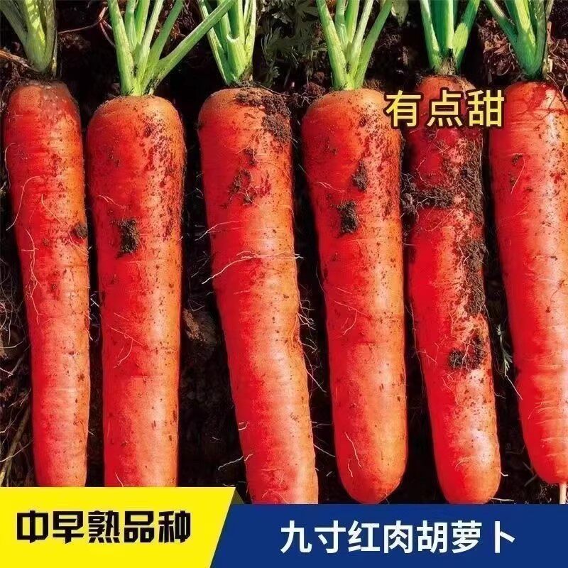 九寸三红胡萝卜夏秋季耐热寒水果蔬菜萝卜生吃脆甜四季田园红萝卜