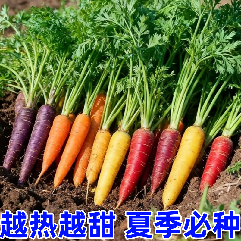 七彩迷你手指萝卜种子