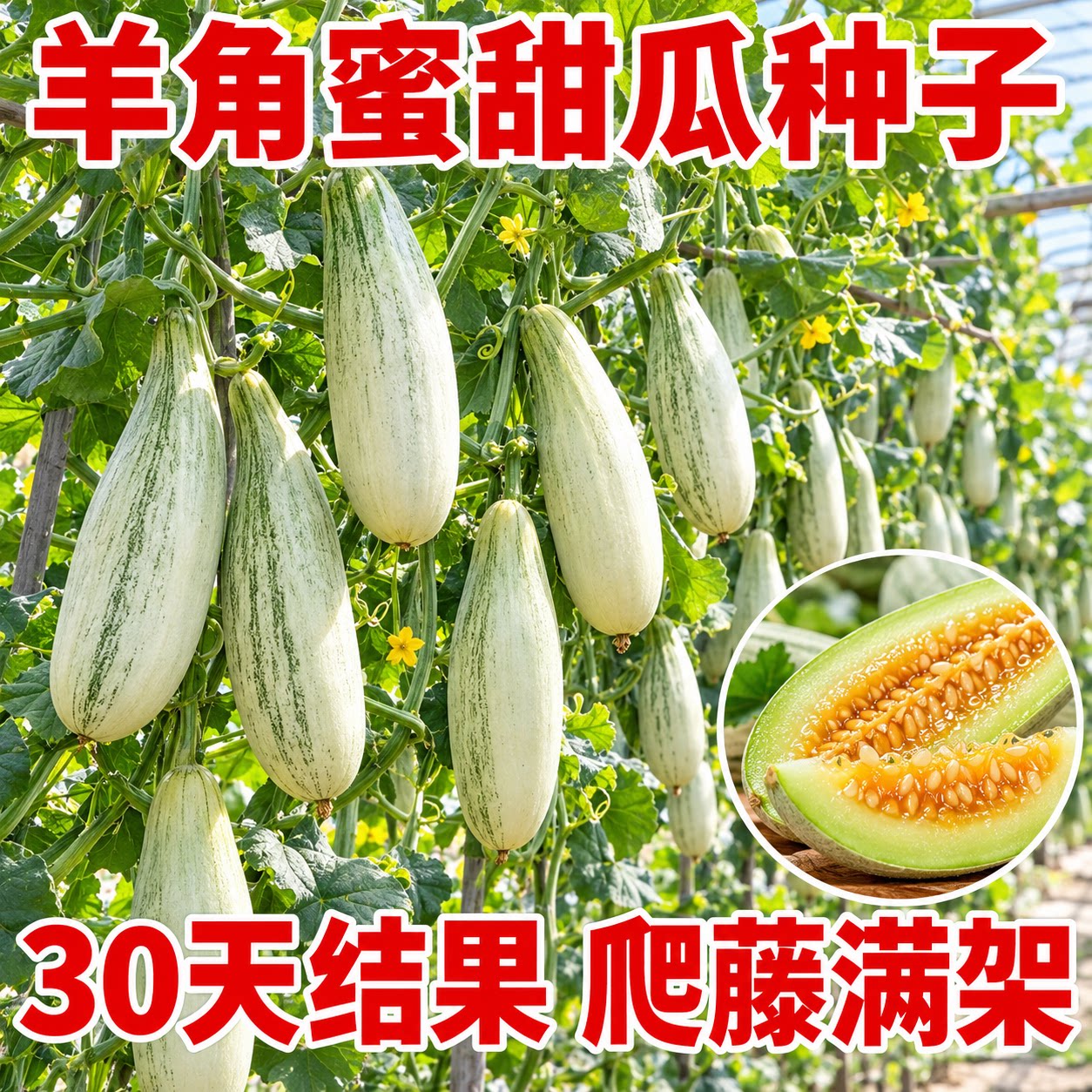 羊角蜜甜瓜种子四季高产易种