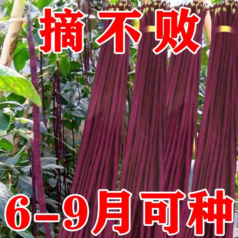 乌秋豆角种子老品种高产多茬