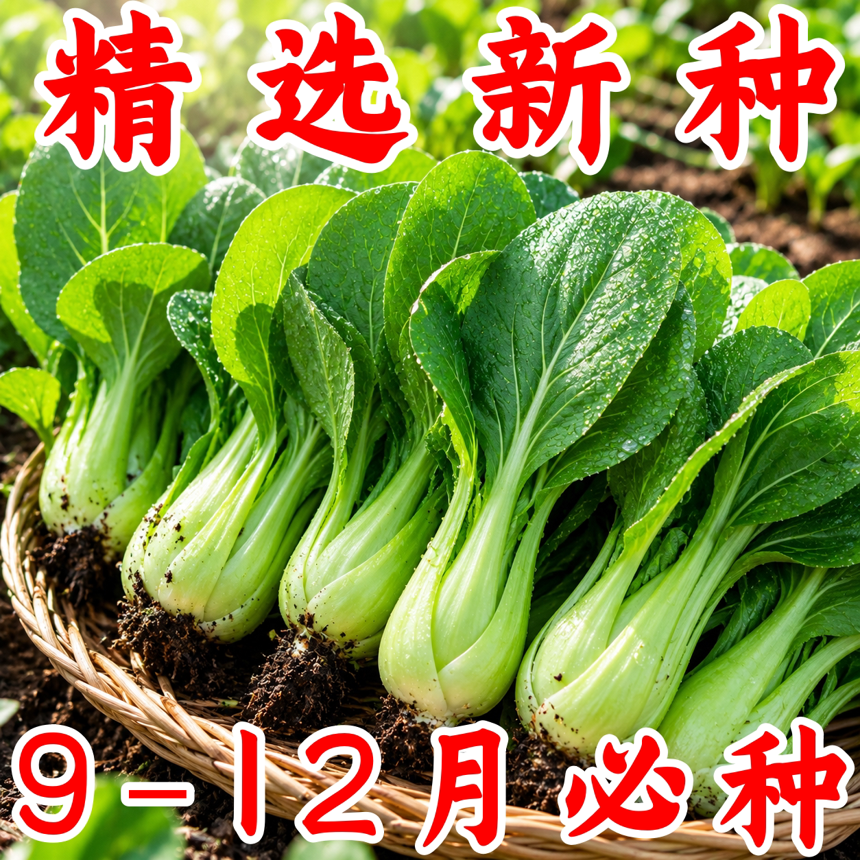 上海青菜种子老品种四季可播