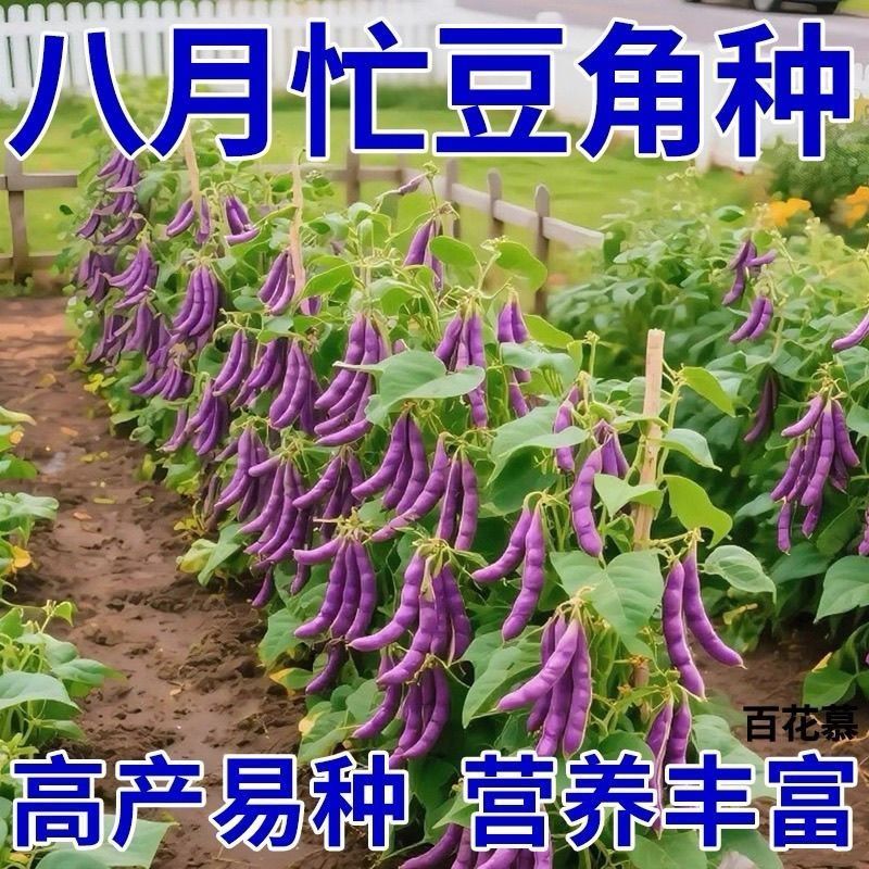 八月忙冻死鬼紫芸豆种子春秋播