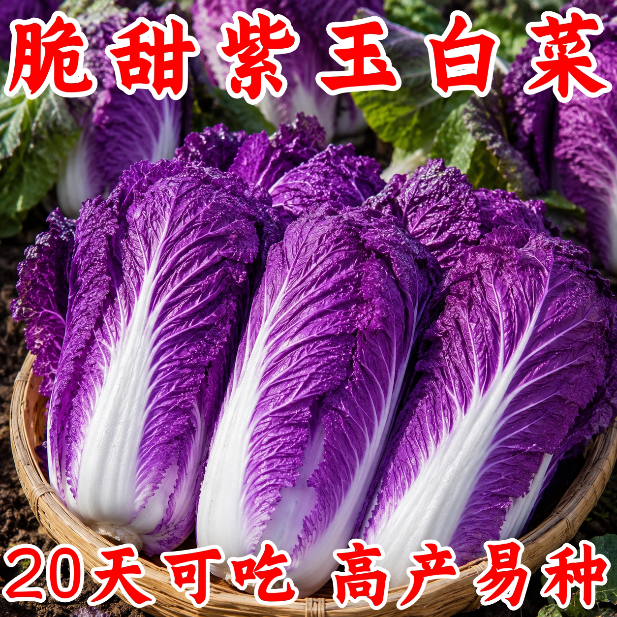 稀有紫玉白菜种子秋季播
