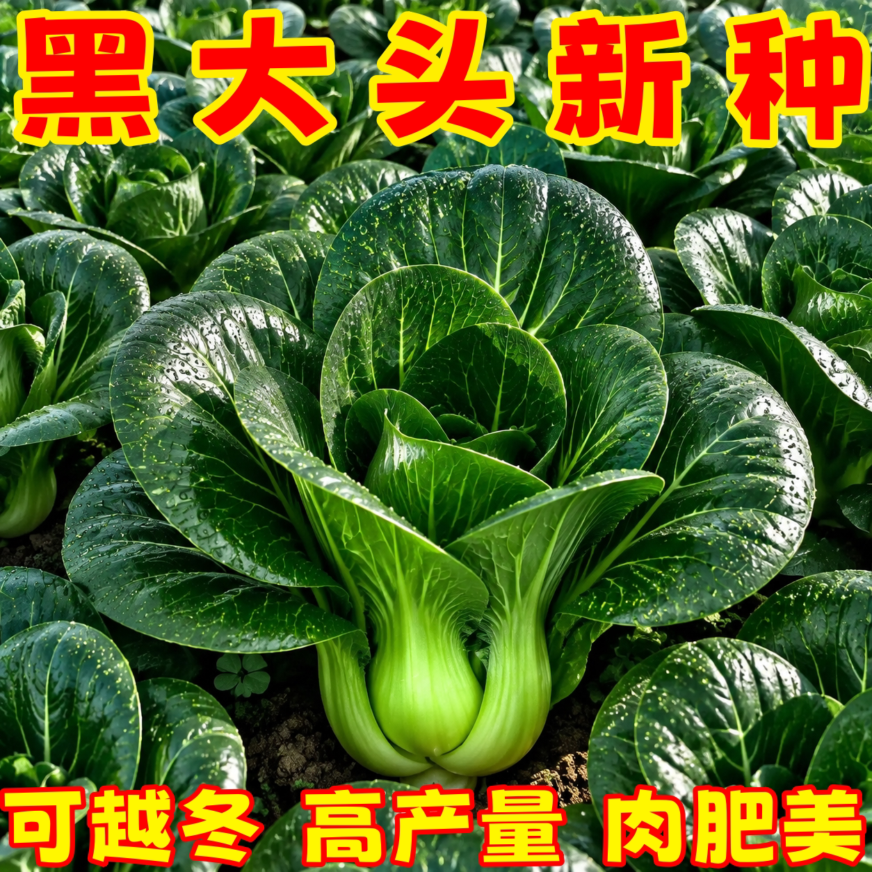 苏州青黑叶矮脚小油菜种子耐热耐