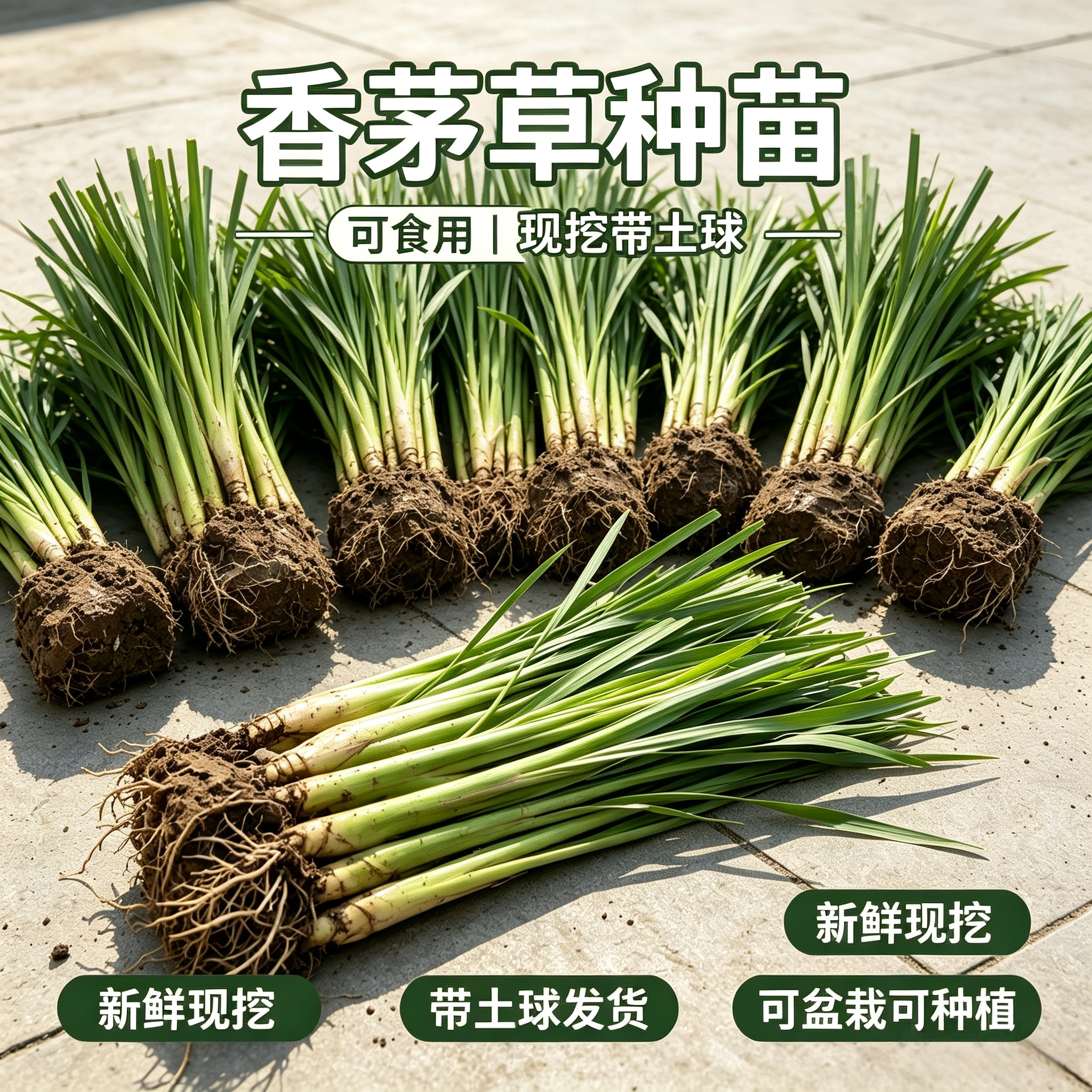 水培香茅草冬阴功驱蚊包活易养