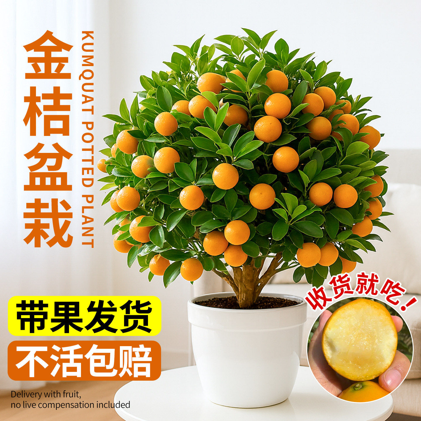 金桔树树苗盆栽年橘可食用带果脆皮四季小橘子客厅室内花卉绿植物,鲜花速递/花卉仿真/绿植园艺,红掌/凤梨/温室花卉,淘宝优惠券,粉丝福利购,淘宝优惠卷