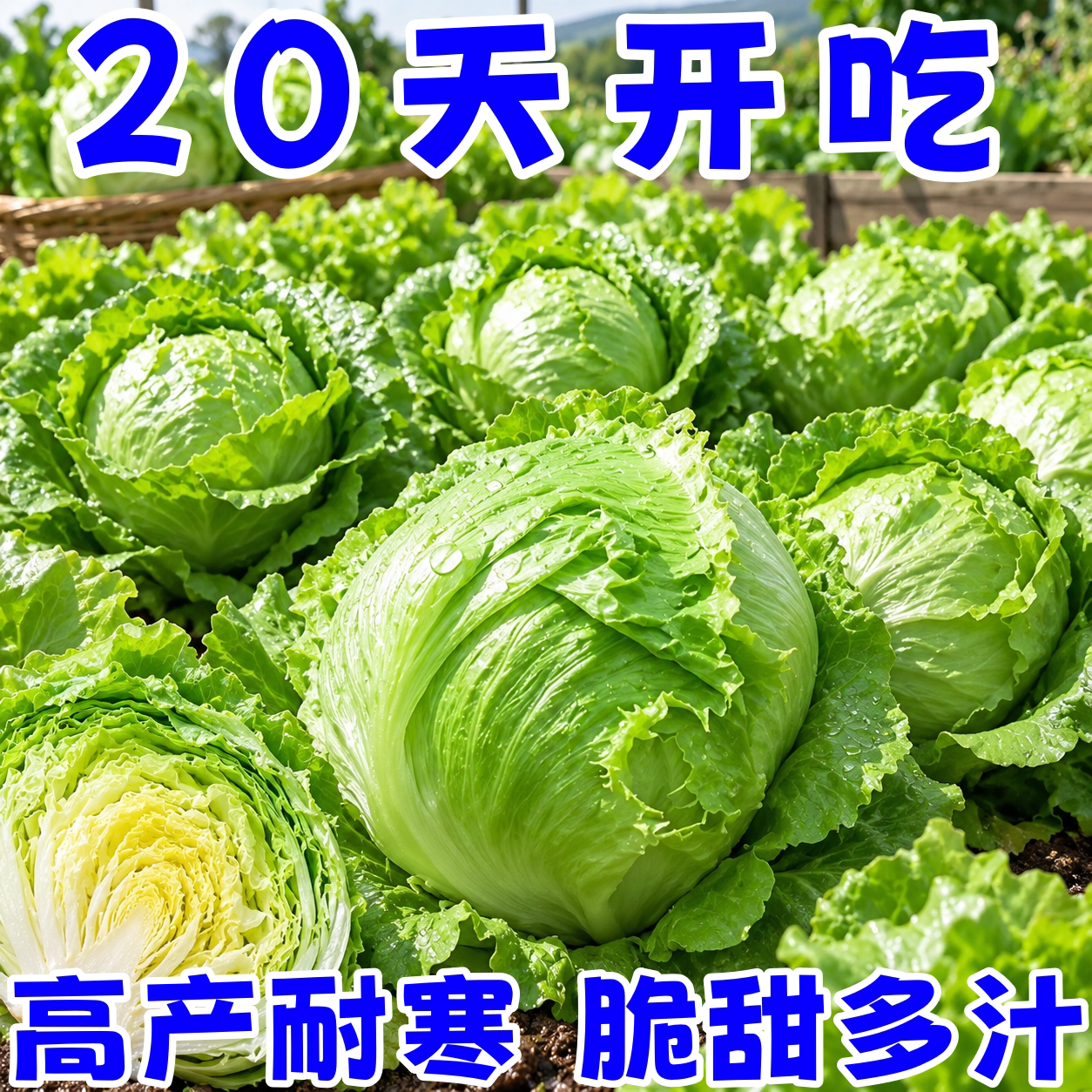 结球生菜种子西餐汉堡火锅沙拉