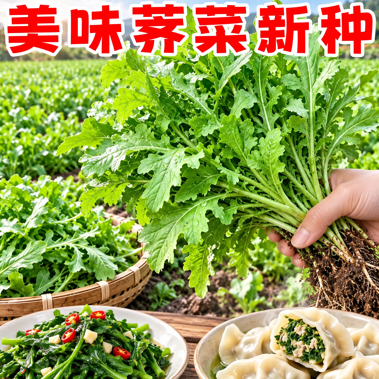 野生四季大叶荠荠菜种子高产