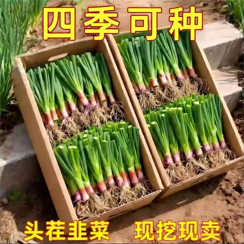 现挖韭菜根庭院阳台四季盆栽菜园紫根韭菜根易种植宽细叶香韭菜根
