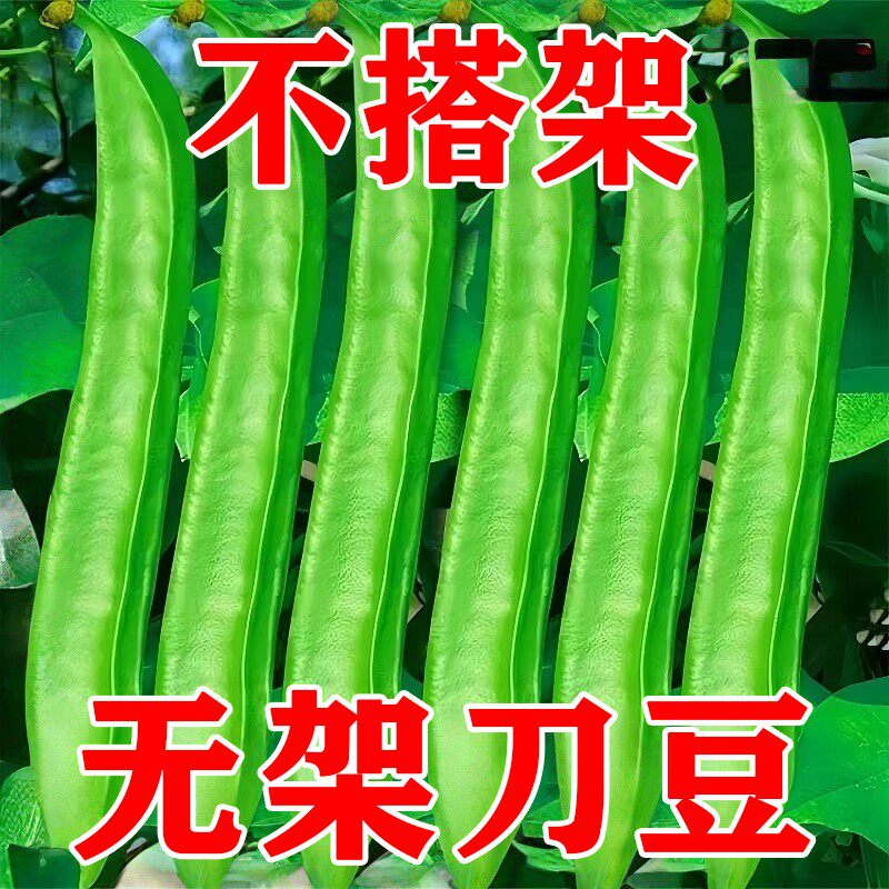 【大刀豆种子】四季巨型大扁豆种子阳台盆栽丰产大田特色蔬菜种子