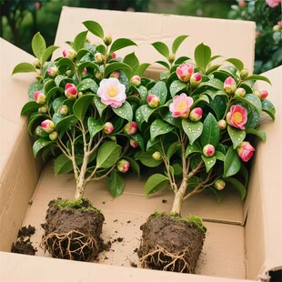 四季香妃茶花盆栽带花苞五色赤丹山茶花树苗多色好养花苗室内植物