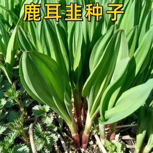 鹿耳韭种子耐寒寒葱种子新鲜鹿耳韭苗葱可食用现挖现发特色绿植