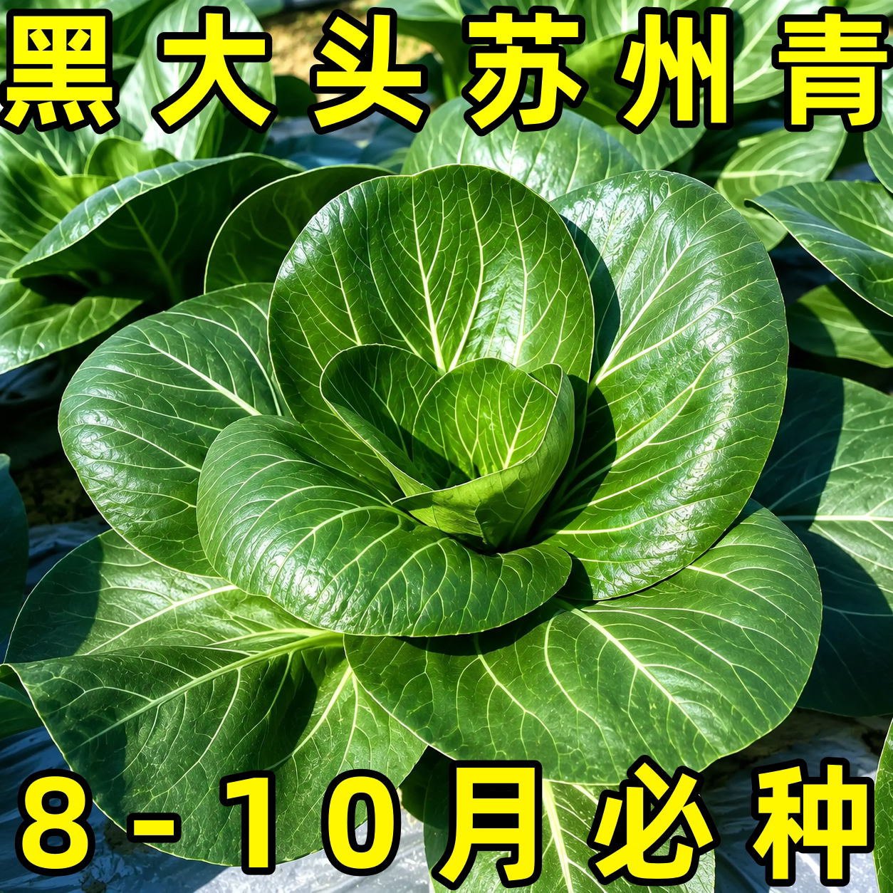 苏州青种籽四季小白菜种子