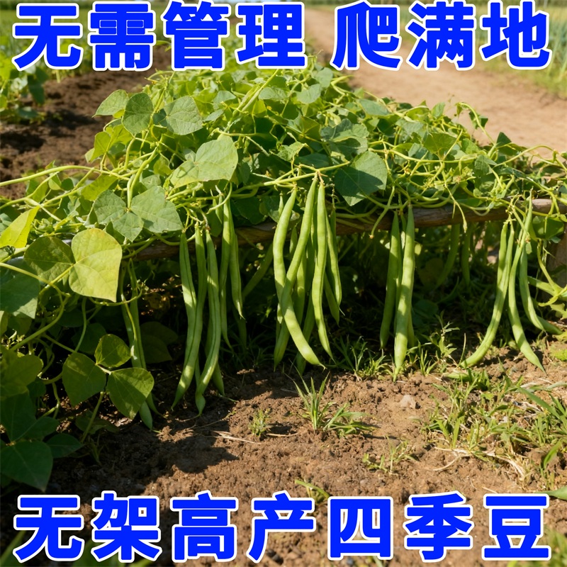 【粒粒好种】无架四季豆易种丰产无筋无丝四季豆春秋播种高产秋冬