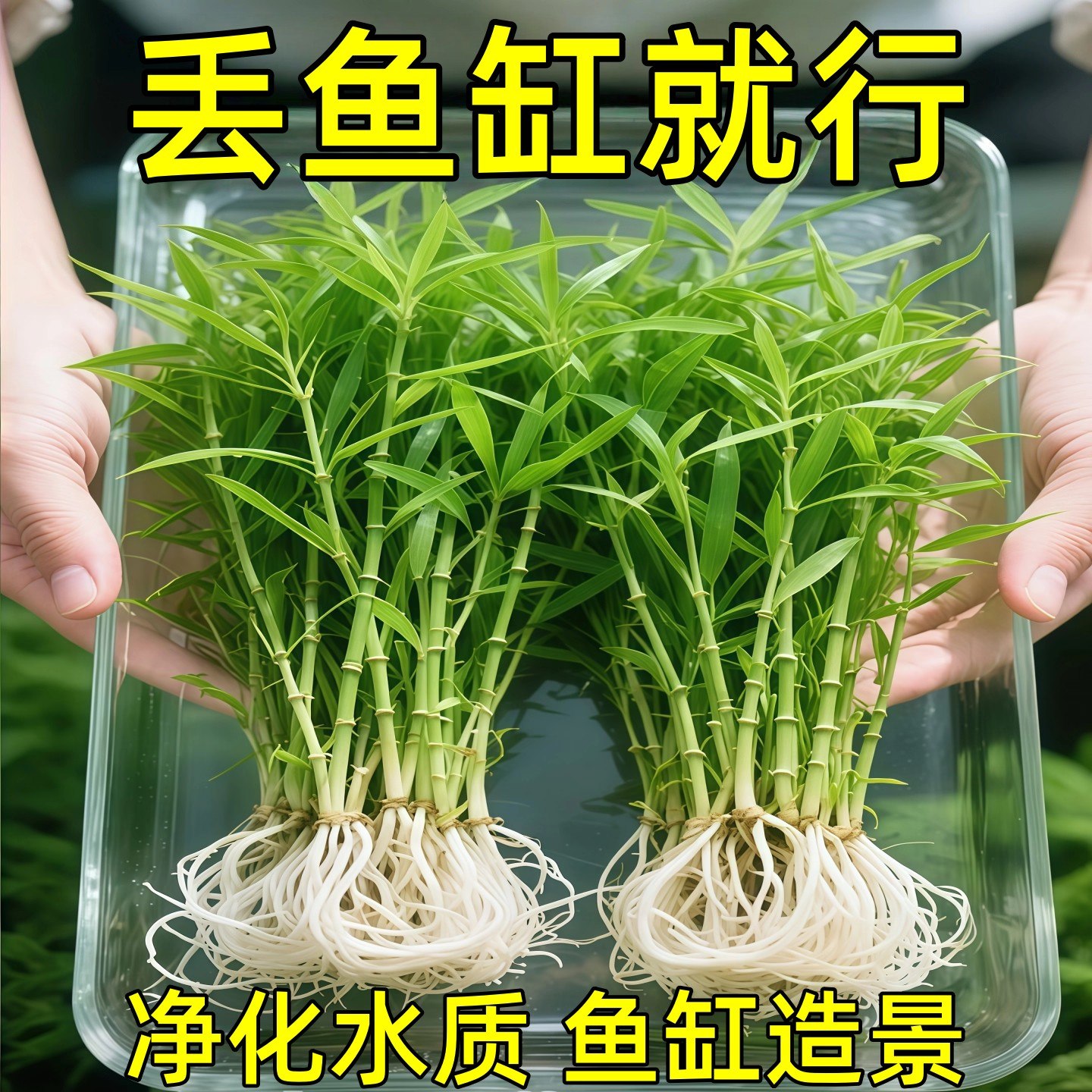 南美青竹水草鱼缸净水增氧
