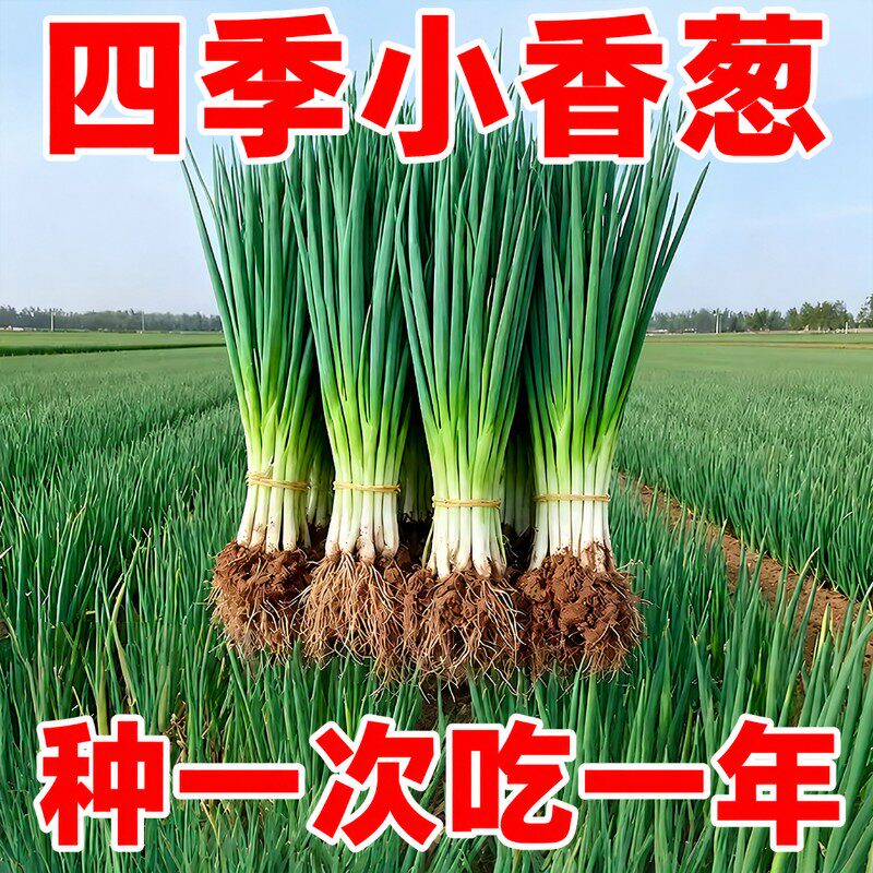 四季易活红葱头小香葱种子
