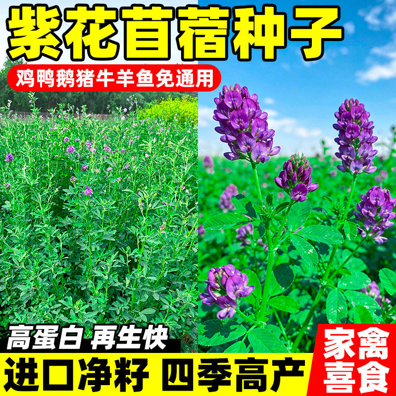 紫花苜蓿种子四季高产高蛋白