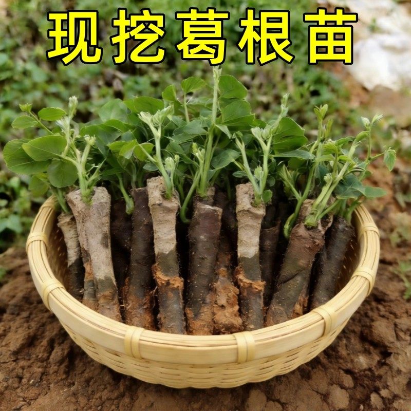 无渣粉葛根苗高产葛根苗扦插种藤秧苗农家葛藤苗新鲜粉葛种苗,鲜花速递/花卉仿真/绿植园艺,种苗/半成品盆栽,淘宝优惠券,粉丝福利购,淘宝优惠卷