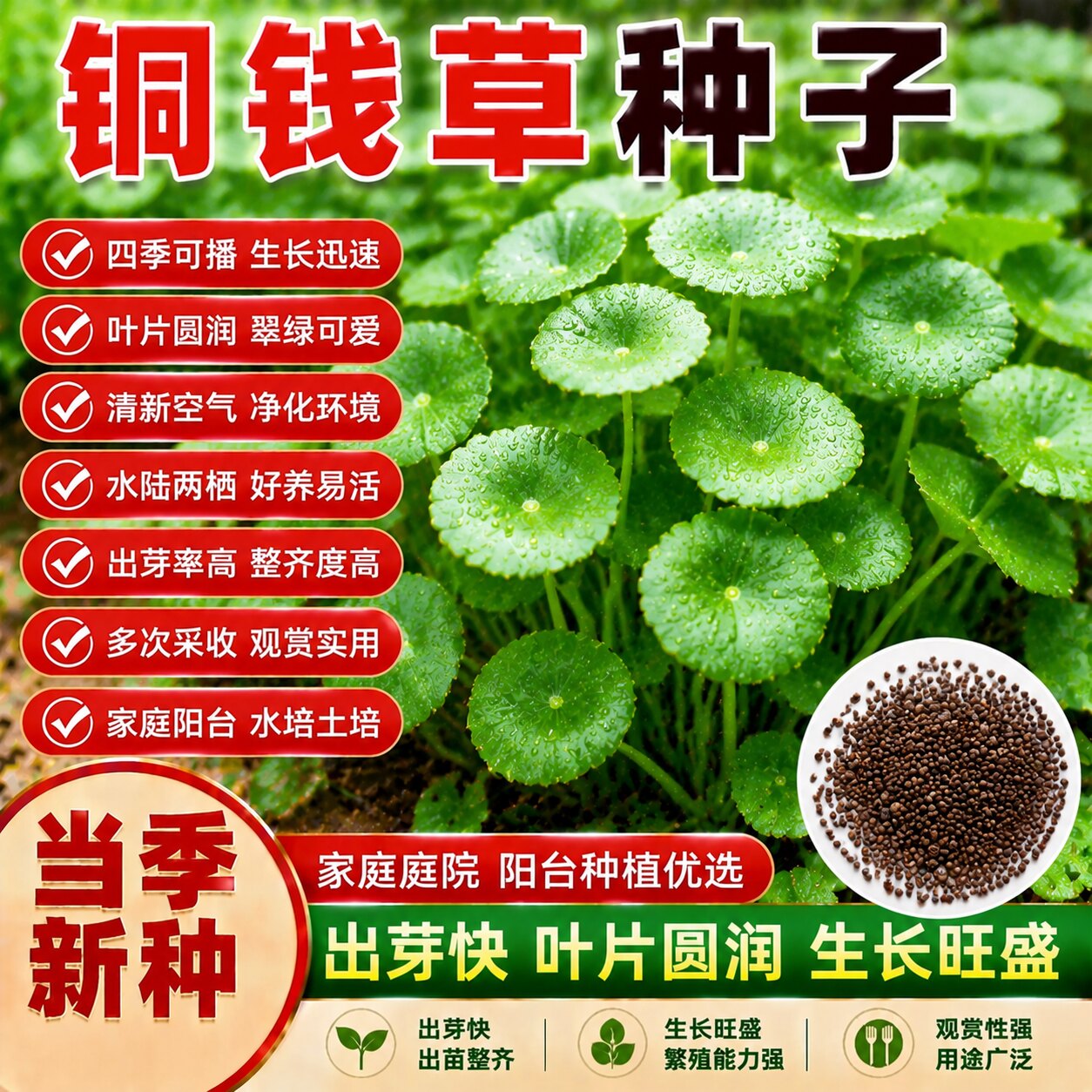 铜钱草大叶水养四季播种种子