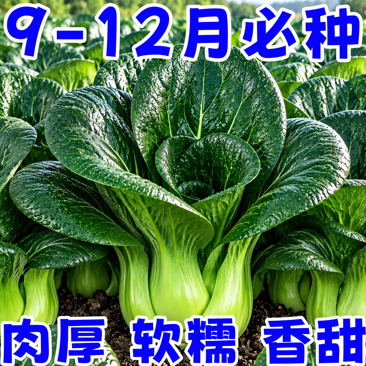 苏州青菜种子四倍体高产抗病耐寒