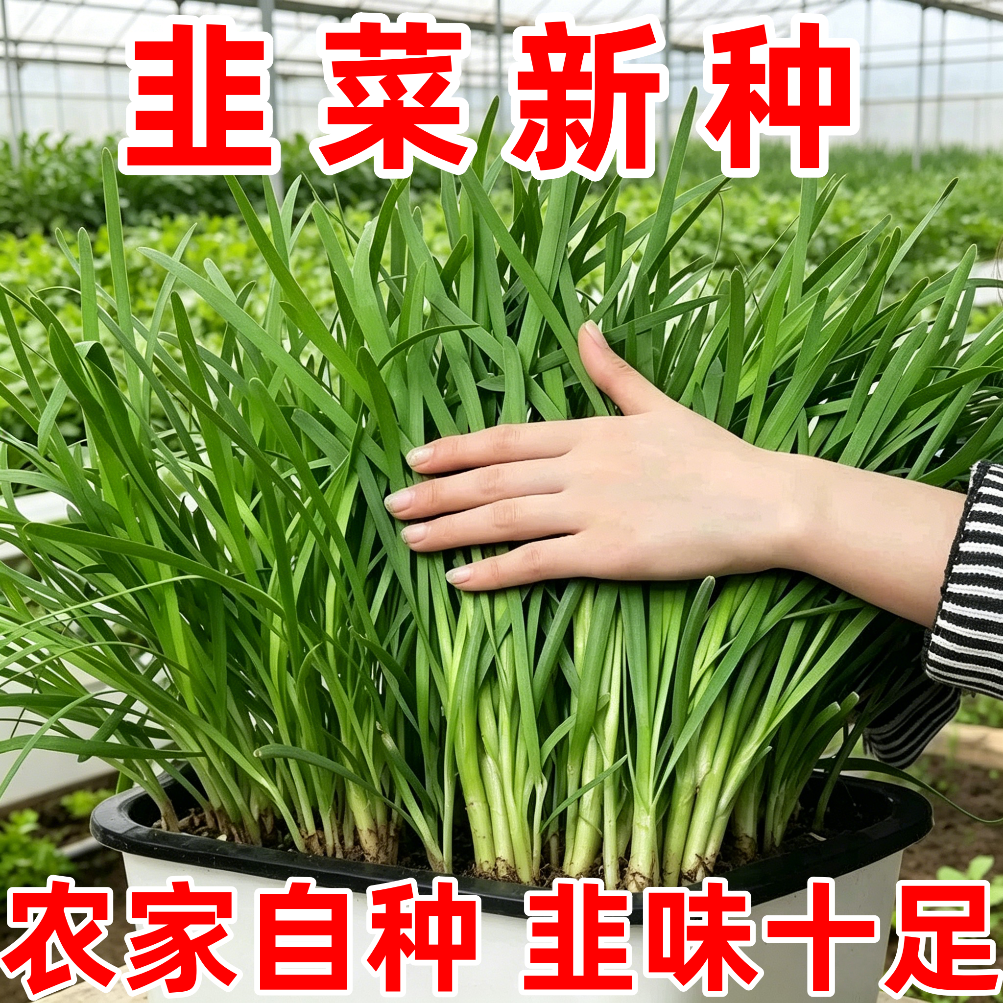 四季播老品种紫根香韭菜种子