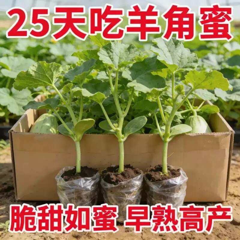 羊角蜜甜瓜秧苗超甜薄皮易种