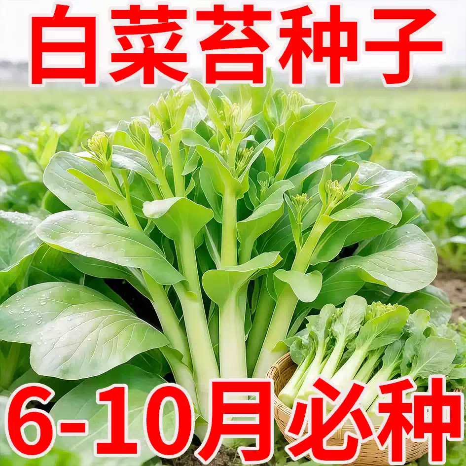 甜脆白菜苔种子早熟高产侧芽多