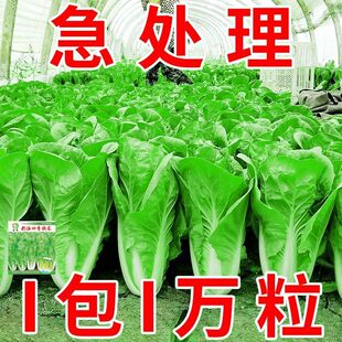25天速生奶油快菜种子四季小白菜籽阳台花卉盆栽耐热蔬菜种子大全